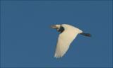 Great White Egret aka Common Egret