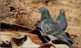 Rock Doves