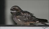 Lesser Nighthawk