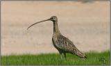 Long-billed Curlew