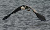 Great Blue Herons