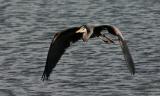 Great Blue Herons