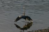 Great Blue Heron - Mating Ritual