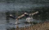 Great Blue Heron - Mating Ritual