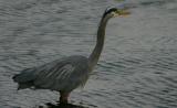 Great Blue Heron