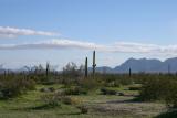 Desert Scenery