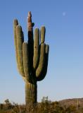 Saguaro Cactus ...