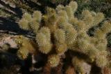 Teddy Bear Cholla