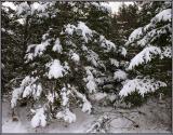 BC Snowfall