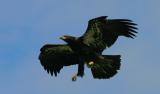 Bald Eagle - Immature