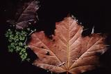 Fall at the Pacific Centre