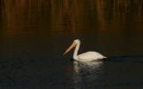 American White Pelican