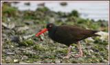 Oyster Catcher