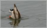 Mallard Duck - Bottoms Up