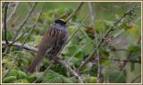 Golden Crowned Sparrow