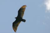 Turkey Vultures - 4