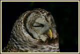 Barred Owl - 2