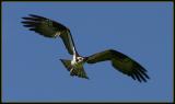 Osprey in Flight
