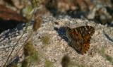 Butterfly - Painted Lady