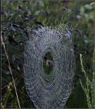 Nature's Web Site