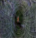 Nature's Web Site