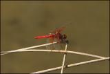 Dragon Fly - Half-banded Toper