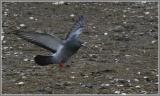 Rock Dove