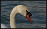 Mute Swan