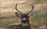 Columbia Blacktail Stag