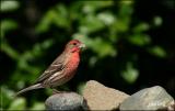 House Finch - male