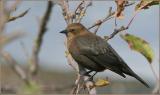 Brewers Blackbird - female