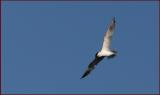 Caspian Tern
