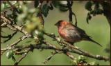 House Finch - male