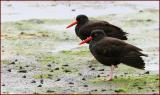 Oyster Catchers