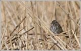 Fox Sparrow