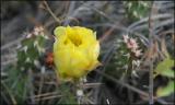 Little Bills Memorial cactus