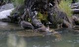 Harlequin Ducks