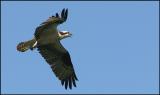 Lillooet Ospreys