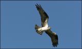 Lillooet Ospreys