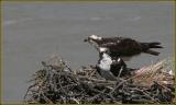 Lytton Ospreys