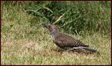 Northern Flicker