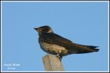 Purple Martin