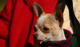 Mexican Chihuahua