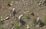 California Big Horn Sheep