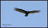 Turkey Vulture - 2