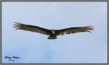 Turkey Vulture - 1