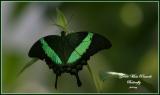 Butterflies, Moths & Insects