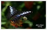 Butterfly - Blue Clipper
