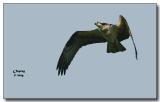 Osprey Aerobatics