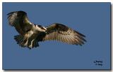 Birds - Raptors - Ospreys